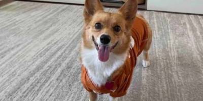 Maç skorlarını bilenmesiyle ünlenen 'kahin köpek' Türkiye-Hollanda maçının sonucunu tahmin etti