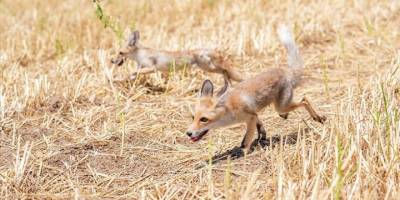 Kızıl tilki yavruları "Dicle" ve "Fırat" iki aylık özel bakım sonrası doğaya salındı