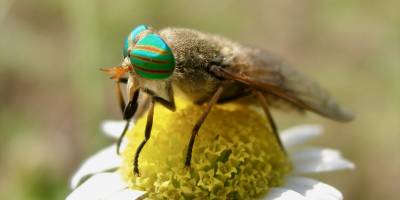 Milas'ta tespit edilen endemik iki sinek türü literatüre kazandırıldı