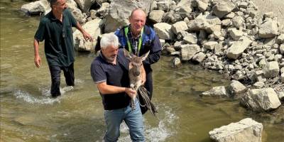 Kastamonu'da su kanalına düşen karaca kurtarıldı