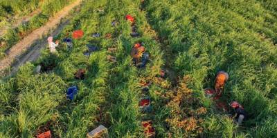 Salçalık domateste üretim artışı toptan fiyatları 2 liraya kadar düşürdü