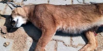 Nesli tükenme tehlikesinde olan Karakulak ölü bulundu