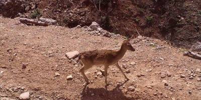Manavgat yangınından kaçan yaban hayvanları geri döndü