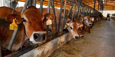 İzmir'de geliştirilen yerli boğalar sperma üretimi için Konya'ya gönderildi