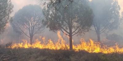 Yalova'da çıkan orman yangınlarına müdahale ediliyor