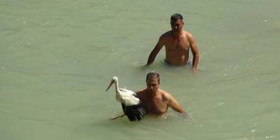 Mersin'de nehirde mahsur kalan yaralı leyleği itfaiye ekipleri kurtardı