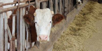 Sütün kaymağını zincir marketler ve aracılar yiyor