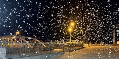 Ardahan'da mayıs sineklerinin toplu "ölüm uçuşu" kar yağışını andırıyor