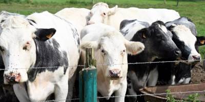 Fransa'da ölümcül 'mavi dil hastalığı' vakalarında patlama: 4 kat arttı