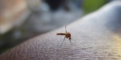 ABD'nin bazı bölgelerinde sivrisineklerden insanlara bulaşan virüse karşı harekete geçildi