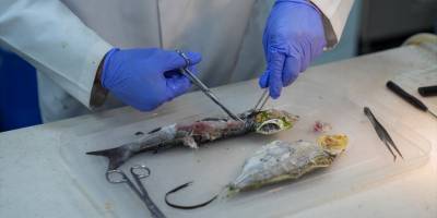 İzmir Körfezi'ndeki kirlilik en çok dip balıklarını öldürüyor