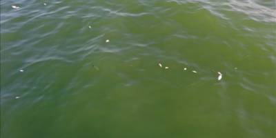 Balık ölümlerinde toprağa karışan sanayi ve evsel sıvı atıklar önemli rol oynuyor