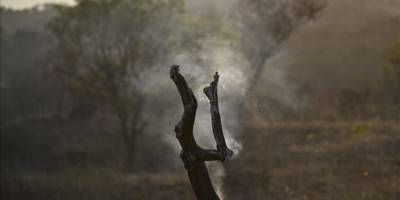 Dünya Meteoroloji Örgütü: İklim değişikliğinin, orman yangınları ve hava kirliliği üzerinde büyük etkileri var