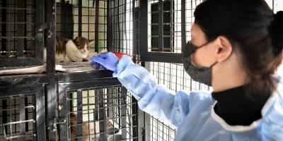 Kedilerde görülen FIP hastalığında yaşanan artış üzerine önlem