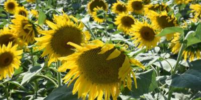 Aydın’da kuraklığa karşı ayçiçeği tarımı önerisi
