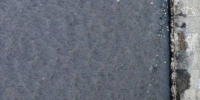 İzmir Körfezi'nde balık ölümleri sürüyor