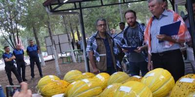 Kırkağaç'ta en güzel kavun yarışması yapıldı