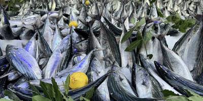 Tarım, ormancılık ve balıkçılık sektörünün brüt satışları 5 yılda 6 katına çıktı