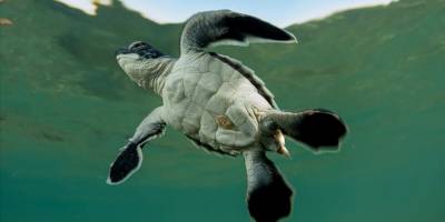 Antalya'da caretta caretta yavrularının yuvalarından çıkışı görüntülendi