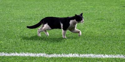 Kadıköy’de sahaya kedi girdi