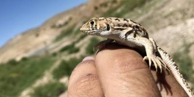 Bu kertenkele Türkiye’de dördüncü dünyada 45. tür olarak literatüre girdi