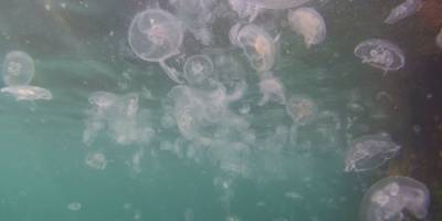 İstanbul Boğazı’nda denizanası istilası sualtından görüntülendi