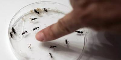 Beynini büyütüp küçültebilen ilk böcek türü: Hint zıplayan karınca