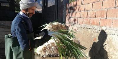 Çorum'da Kışlacık pırasası coğrafi işaretle tescillendi