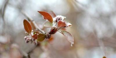 Sinop'ta çiftçilere zirai don uyarısı