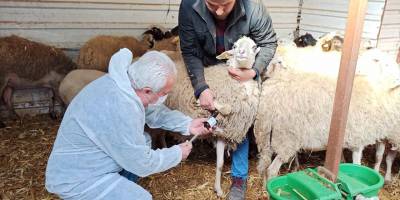 Dalaman'da bir çiftlik hayvanlarda çiçek hastalığı görülmesi nedeniyle karantinaya alındı