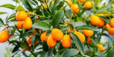 Kamkat meyvesinin özü kanser ilacının etkisini artırıyor