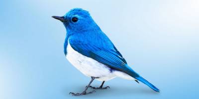 Twitter'a erişim sorunu