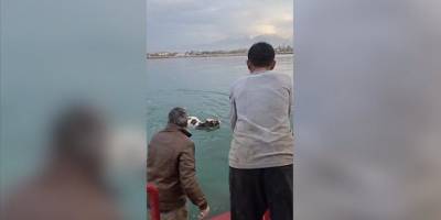Kamyonete yüklenirken kaçıp Van Gölü'ne giren dana kurtarıldı