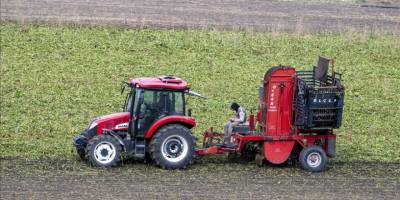 Kars'ta çiftçiler kar bastırmadan pancarları toplamak için zamanla yarışıyor