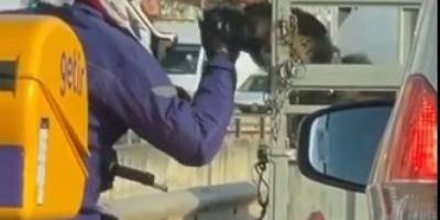 Antalya’da trafikte kurye ile köpek arasında yürek ısıtan görüntü