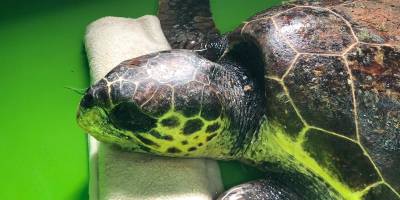Öldüğü sanılan deniz kaplumbağasının, yaşadığı ortaya çıktı