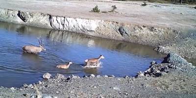 Yaban hayatı fotokapanla görüntülendi