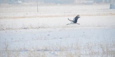 Yüksekova'da göç etmeyen leylekler karlı arazide görüntülendi