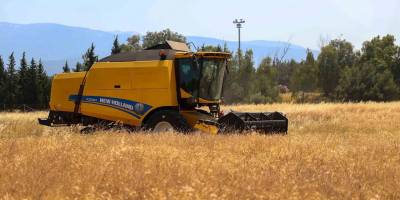 Buca’da ilk buğday hasadı!