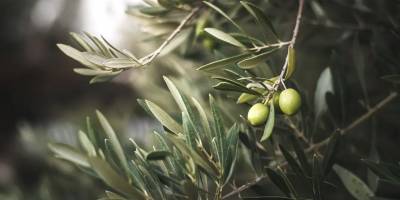 Ve yasa meclisten geçti: Zeytinliklerin idam fermanı!