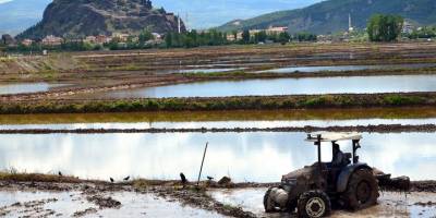 Osmancıklı çeltik üreticilerine ekim ruhsatı uyarısı