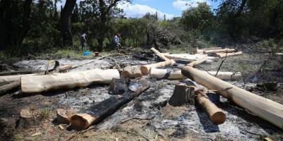 Bodrum'da mandalina bahçesinde çıkan yangın söndürüldü