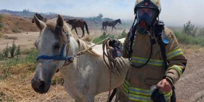 Büyükşehir'den yangından etkilenen canlılara yardım eli