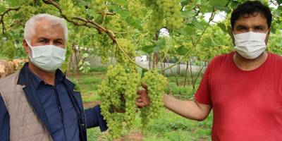 Turfanda üzüm çıktı