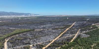 İzmir’in acı raporu: 26 bin 260 hektar kül oldu