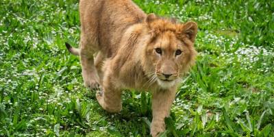 İsmi anketle belirlenmişti... Aslan 'Pars' öldürüldü!