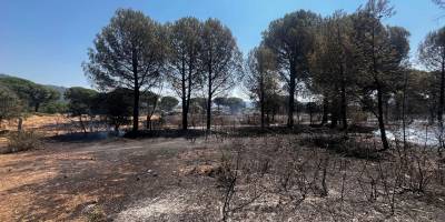 Bergama'da yangın kontrol altında: 16 hektarlık alan kül oldu!