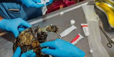 Yangından kurtarılan kaplumbağanın tedavisi sürüyor