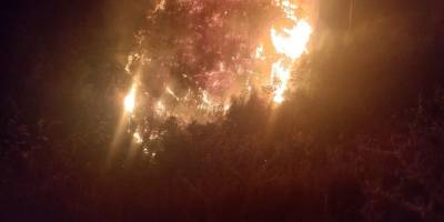 Nazilli'deki orman yangını kontrol altında