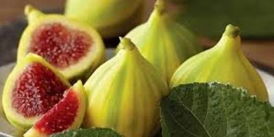 Buca Bardacığı görücüye çıkıyor